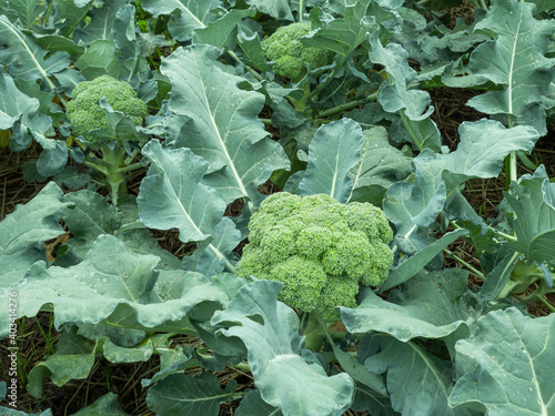 broccoli plant with flowers and green leaves in garden a fresh green cabbage flower buds for salad and healthy food ingredient in organic vegetable farming