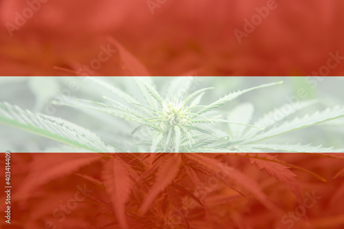 Medical cannabis in the Avstriya. leaf of cannabis marijuana on the flag of Avstriya. photo