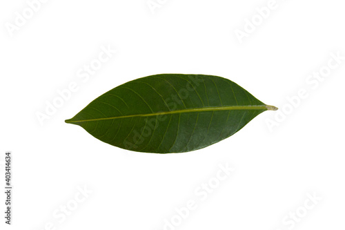 Green leaves are used for designs, decorations, etc. isolated on a white background with clipping path