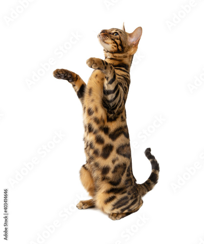 Beautiful adult cat bengal breed isolated on white background.