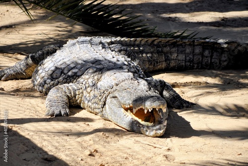 A crocodile, an alligator farm in Tunisia, Africa