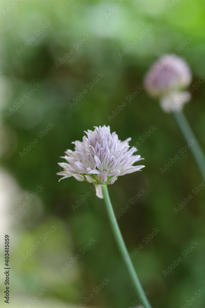 Chives flower Chives flower