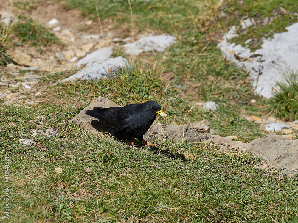 Obraz premium Yellow-billed chough, Pyrrhocorax graculus, in the Ordesa Valley, Spain