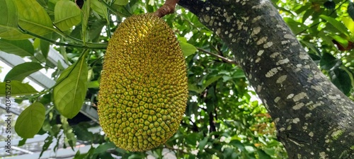 a jackfruit