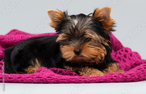 yorkshire terrier puppy in a blanket indoors