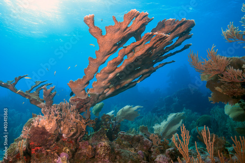 Elkhorn coral ,Acropora palmata