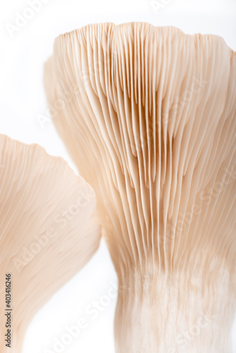 abstract macro background mushroom