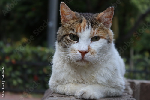 portrait of a cat