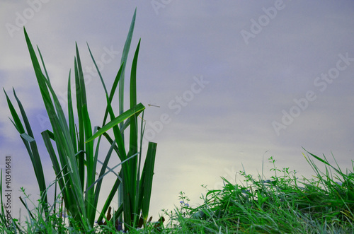 Hintergrund , Overlay, Forelle Stör Angelteich Fische photo