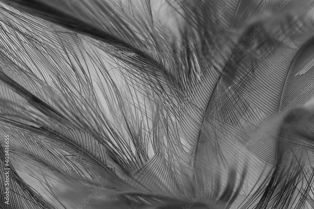 Obraz premium Beautiful dark black feather pattern texture background