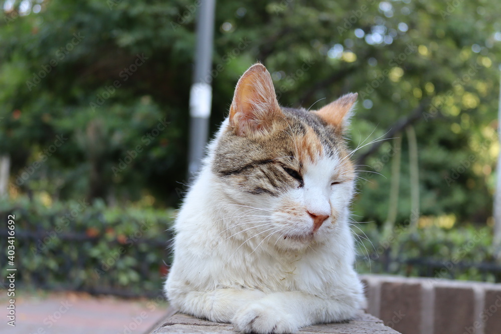 portrait of a cat