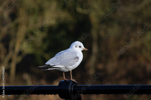 small grey   white gull pricked on a railing