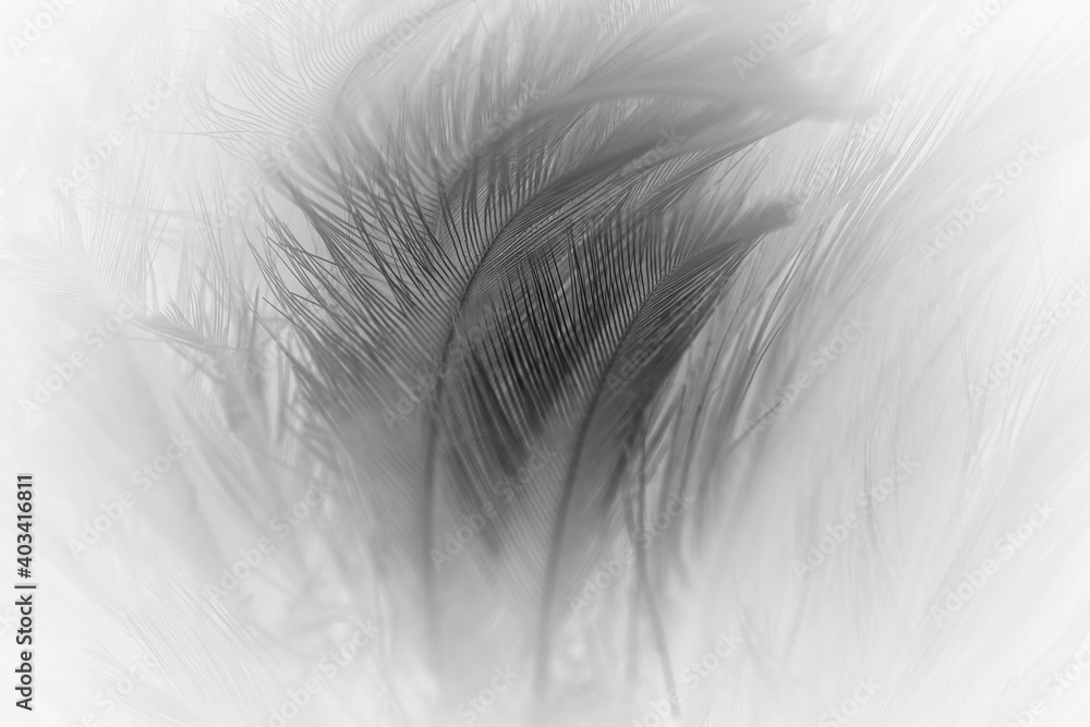 Obraz premium Beautiful dark black feather pattern texture background