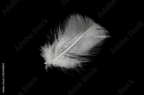 Beautiful white feather floating in air isolated on black background