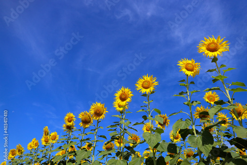 Beautiful sunflower blooming in the fields. © Passakorn