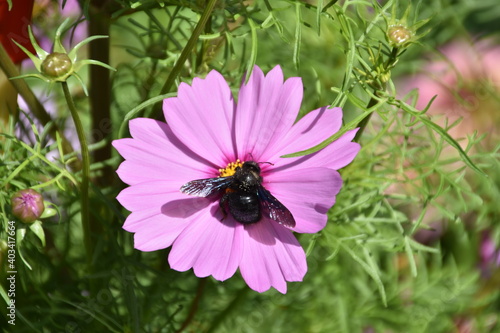 Holzbiene photo