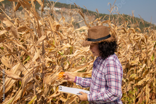 Technology in agricultural business, Asian smart woman using smartphone to examine product seed, farmer /worker hold report chart in corn field background ready to harvest, entrepreneur start up