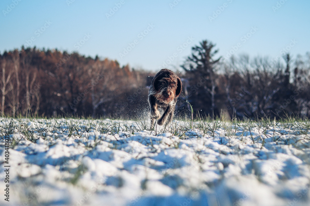 Cesky fousek runs through a snowy field. Focused look of a young Bohemian wire as she sprints for his prey. Rough-coated Bohemian Pointer is looking for the right lead. Portrait of a pet dog running