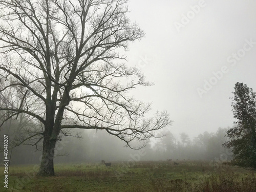 Landscape of a large bare tree in winter with cows grazing underneath in a foggy field