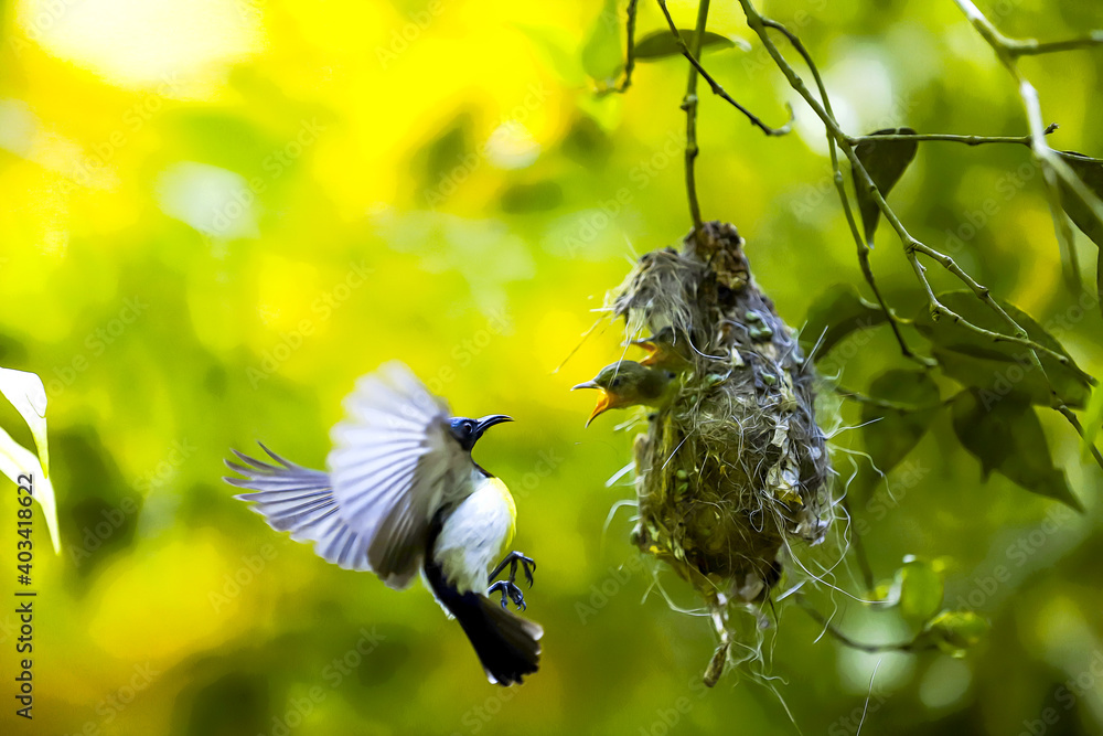 Baby Birds Flying baby-birds-flying