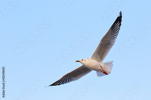 Seagull flying in the sky  Freedom concept
