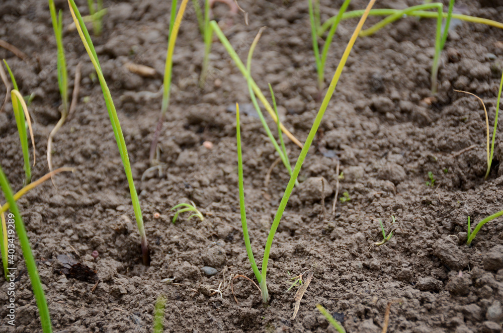 bunch the ripe green onion plant seedlings in the farm. bunch the ripe green onion plant seedlings in the farm.