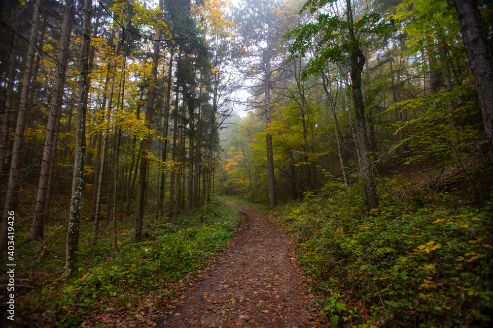 Obraz premium colorful autumn forest in the mist