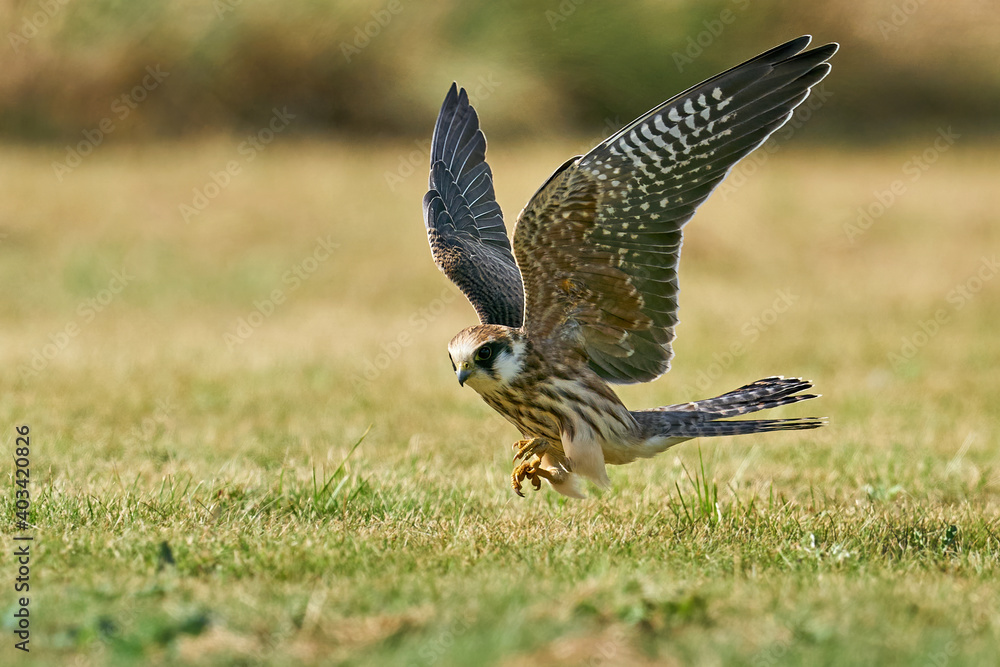 Fototapeta premium Red-footed falcon (Falco vespertinus)