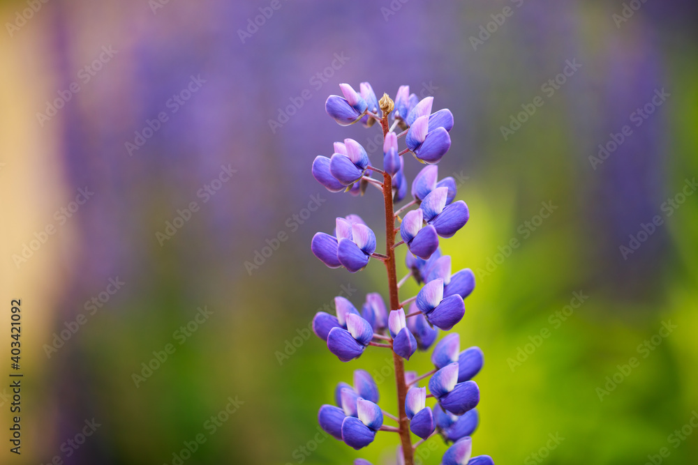 Beautiful purple lupine flower close-up. Beautiful purple lupine flower close-up.