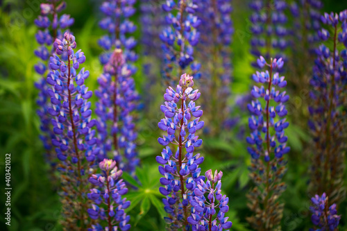 Field of lupines in summer in the countryside.