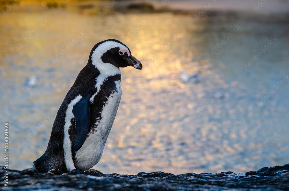 Obraz premium portrait os an African penguin (Spheniscus demersus) with a golden sea as a background 