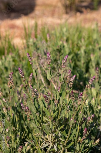 Sage bush with buds on a sunny spring day