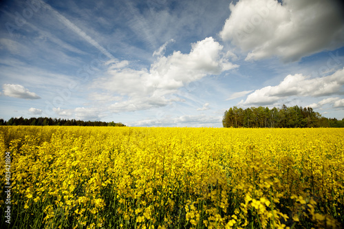 Bright yellow blossoming rape seeds on a sunny day.