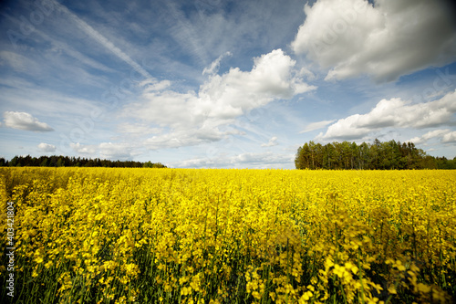 Tableau sur toile Bright yellow blossoming rape seeds on a sunny day.