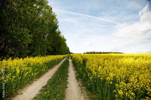 The road in a rapeseed field against the sky.