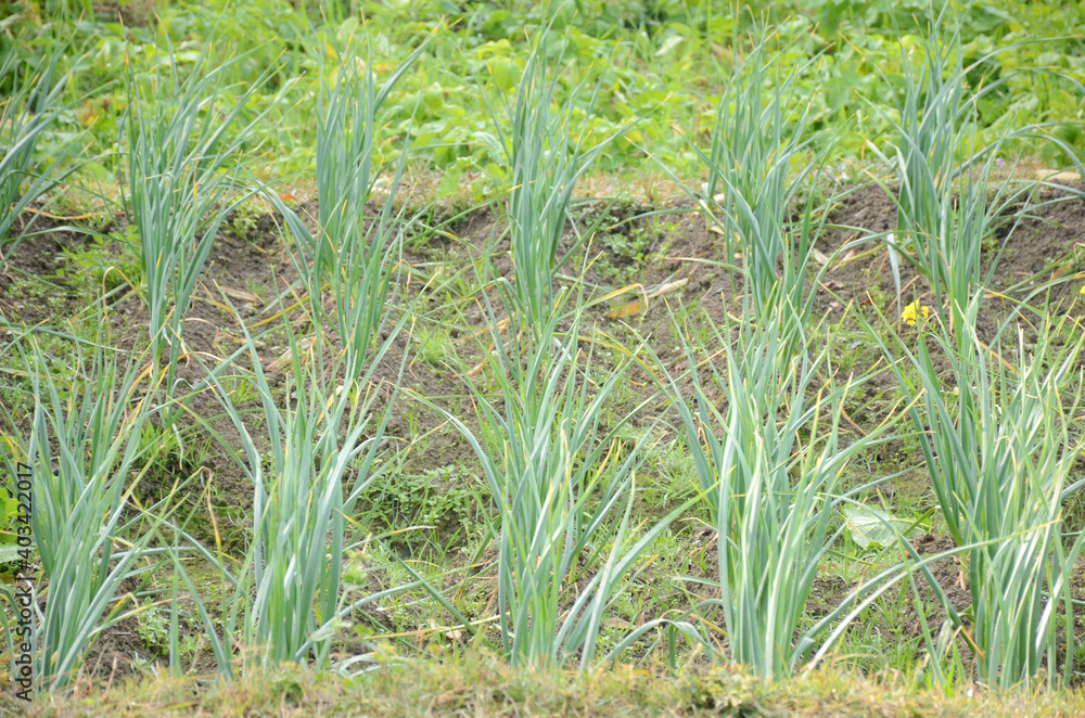 Obraz premium bunch the ripe green garlic plants seedlings in the farm.