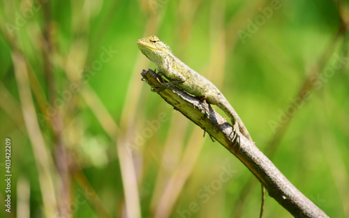 Oriental garden lizard (Calotes versicolor) - Garden lizards are relaxing on tree branches, camouflage garden lizards. Close up chameleon details.