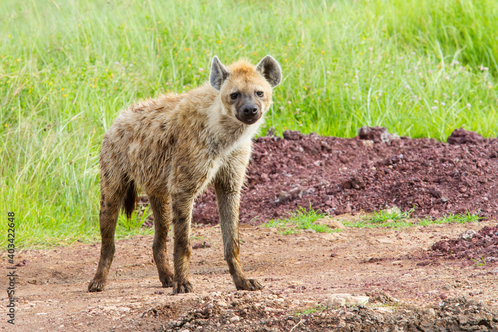Spotted hyena standing with a background of green grass in the rainy season in the Ngorongoro Crater in Tanzania Spotted hyena standing with a background of green grass in the rainy season in the Ngorongoro Crater in Tanzania