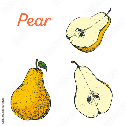 Pear fruit hand drawn vector illustration. Pear slice. Vector illustration.