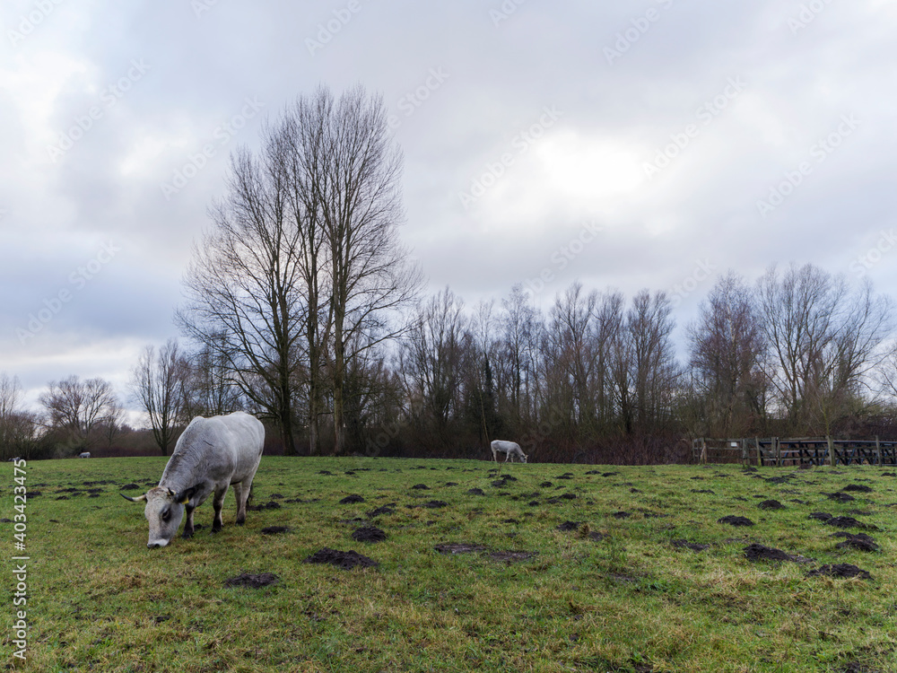 Gascon cow grazing in a field Gascon cow grazing in a field