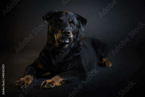 Black rottweiler dog close up portrait on dark background