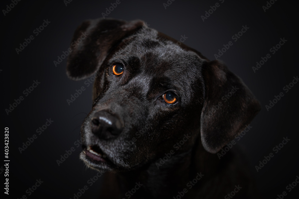 Black dog close up portrait on dark background