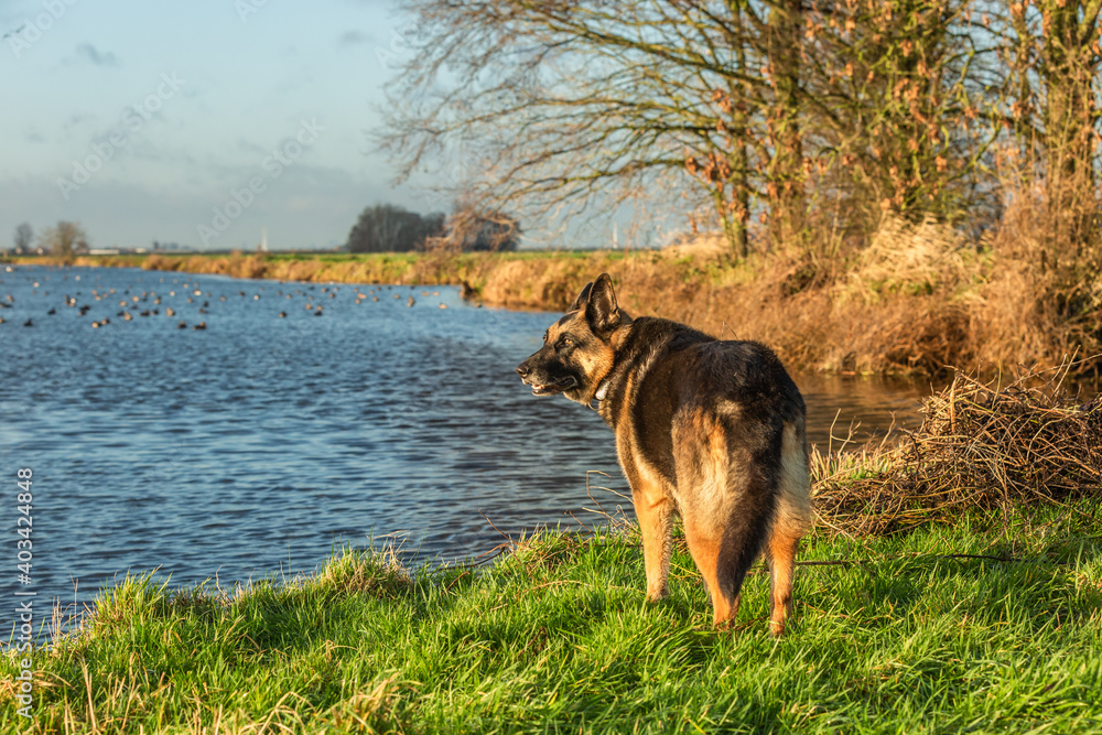 German Shepherd in focus stands on the bank in warm sunlight from the rising sun with a blurred meadow and water landscape in the background with a wide drainage channel with coots and ducks