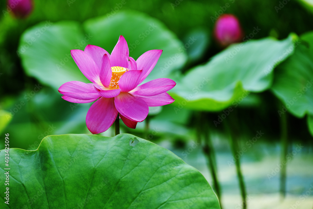 beautiful lotus flower close up beautiful lotus flower close up