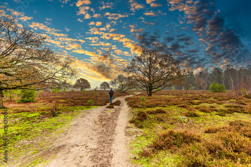 Sunrise in autumn landscape Maashorst with bare trees, heather bushes, green grass and surrounding landscape against blue sky with clouds illuminated by warm sunlight photo