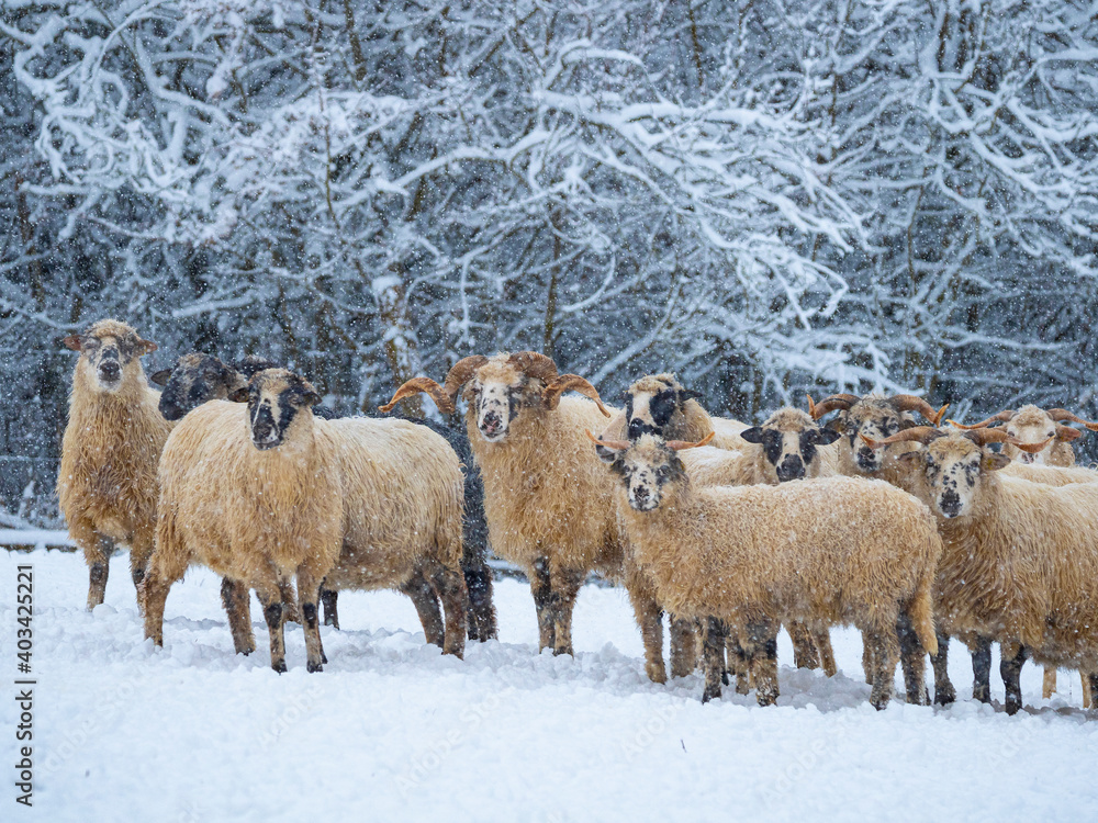 a herd of sheep in winter landscape a herd of sheep in winter landscape