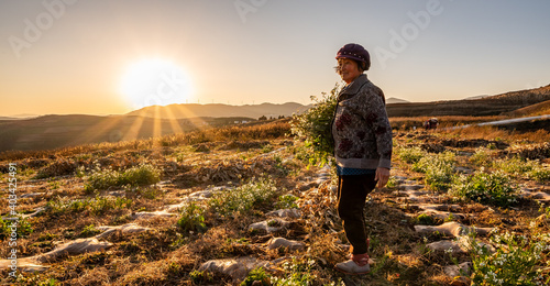 An old woman is collecting rape in the fields under sunset.