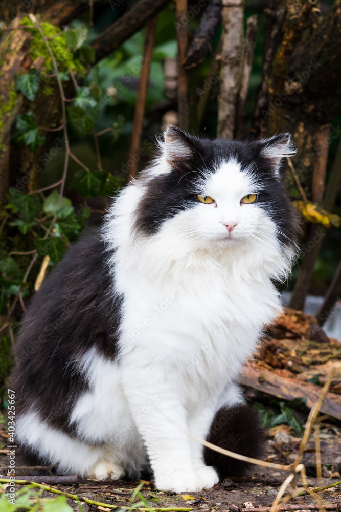 Beautiful long haired cat in the countryside, black and white color