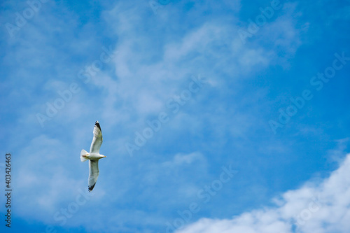 seagull on the blue sky