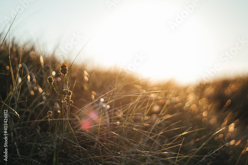 Foto Danish Nature